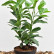Prunus laurocerasus Genolia ® - 40-50