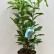 Prunus laurocerasus Genolia ® - 50-60