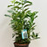 Prunus laurocerasus Genolia ® - 60-80