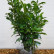Prunus laurocerasus Genolia ® - 80-100