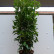 Prunus laurocerasus Genolia ® - 125-150