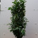 Prunus laurocerasus Genolia ® - 120-140