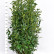 Prunus laurocerasus Genolia ® - 150-175