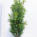 Prunus laurocerasus Genolia ® - 150-175