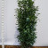 Prunus laurocerasus Genolia ® - 175-200