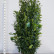 Prunus laurocerasus Genolia ® - 200-225