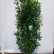 Prunus laurocerasus Genolia ® - 225-250