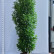 Prunus laurocerasus Genolia ® - 250-300