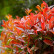 Photinia fraseri ‘Red Robin’ - 150-175