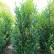 Prunus laurocerasus ‘Elly‘ ® - 200-225
