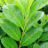 Prunus laurocerasus Etna ® - 40-50