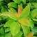 Prunus laurocerasus Etna ® - 100-125