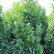 Prunus laurocerasus Genolia ® - 80/-