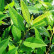 Prunus laurocerasus ‘Herbergii‘ - 60-80