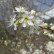 Prunus spinosa - 60-80