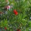 Taxus baccata - 25-30