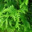 Thuja occidentalis ‘Brabant’ - 40-60