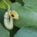 Aristolochia macrophylla - 70/-