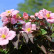 Clematis montana ‘Fragant Spring‘ - 70/- 