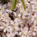 Clematis armandii ‘Apple Blossom’ - 175-200