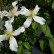 Clematis montana wilsonii - 70/- 
