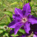 Clematis ‘The President’ - 70/- 