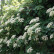 Hydrangea anomala petiolaris - 60-80