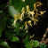 Lonicera japonica ‘Hall’s Prolific’ - 150-175
