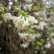 Lonicera purpusii ‘Winter Beauty’ - 70/-