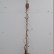 Parthenocissus tricuspidata ‘Veitchii’ - 150-175