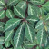 Parthenocissus henryana - 70/- 