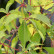 Parthenocissus quinquefolia - 175-200