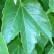 Parthenocissus tricuspidata ‘Green Spring’ - 70/- 