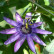 Passiflora ‘Amethyst’ - 70/- 