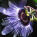 Passiflora ‘Purple Haze’ - 70/- 