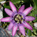 Passiflora ‘Victoria’ - 70/- 