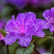 Azalea japonica ‘Blaue Donau‘ - 30-40