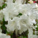 Azalea japonica ‘Adonis‘ - 20-25
