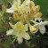 Azalea knaphill ‘Daviesii‘ - 60-70