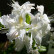 Azalea knaphill ‘Persil’ - 40-50