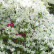 Azalea japonica ‘White Lady‘ - 20-25