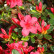 Azalea japonica ‘Hino Crimson‘ - 20-25