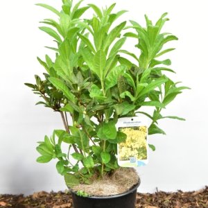 Azalea mollis in Sorten - 30-40