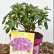 Azalea japonica ‘Bloomchampion‘ lila - 25-30