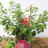 Azalea japonica ‘Bloomchampion‘ rood - 25-30