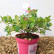 Azalea japonica ‘Bloomchampion’ wit - 25-30