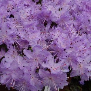 Rhododendron impeditum ‘Select’ - 20-25