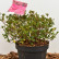 Azalea japonica ‘Silvester‘ - 40-50