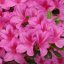 Azalea japonica ‘Violetta’ - 20-25