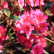 Azalea japonica ‘Amoenum’ - 25-30
